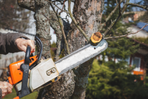 Person uses chainsaw to cut tree branch